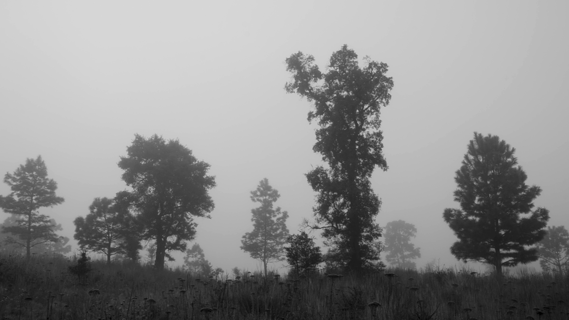 Les arbres meurent debout