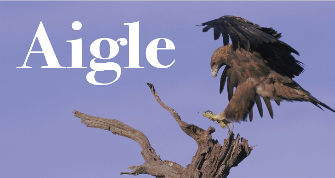 Aigle