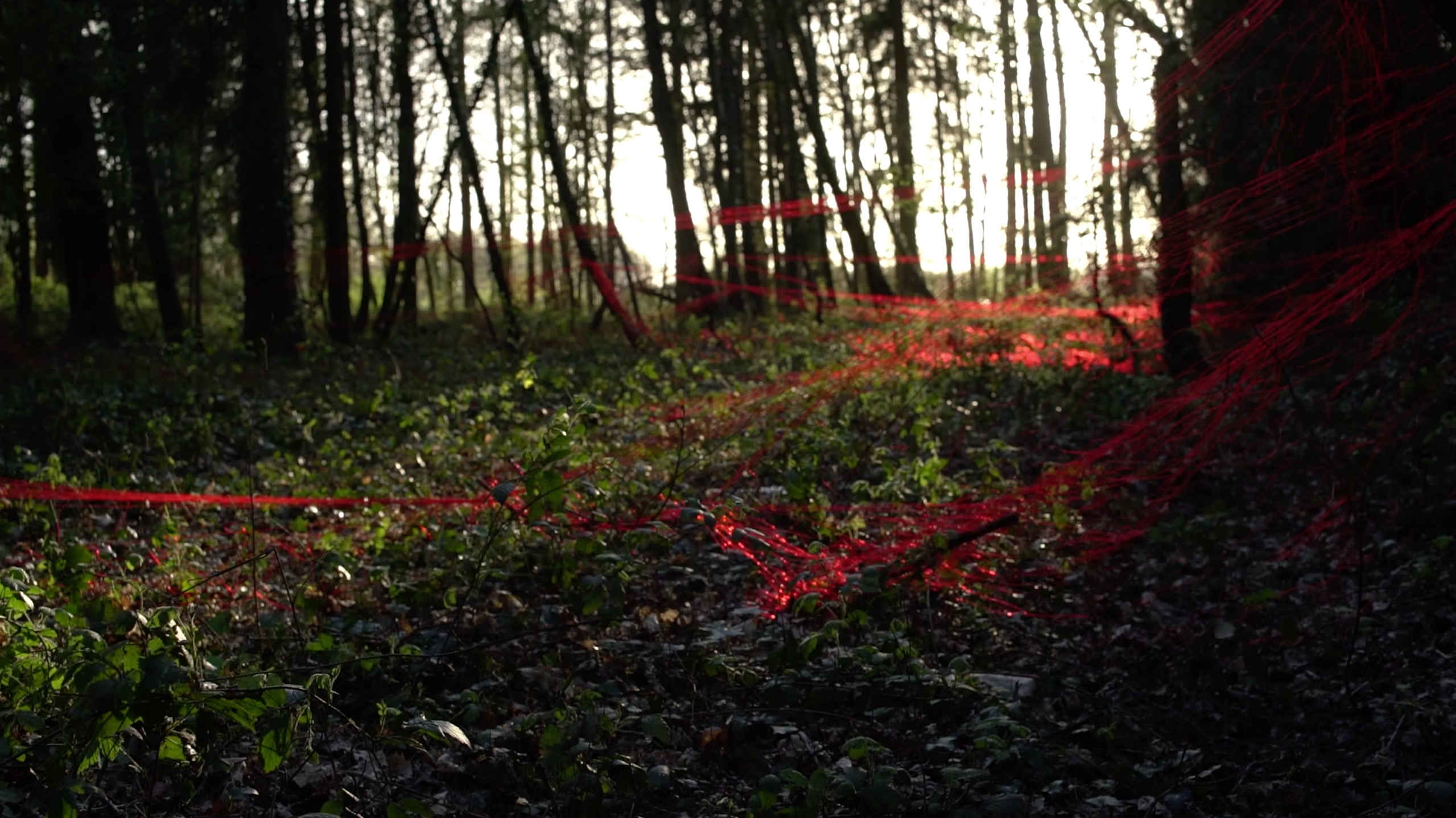 Forêt rouge